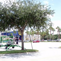 Best Buy Tree Maintenance